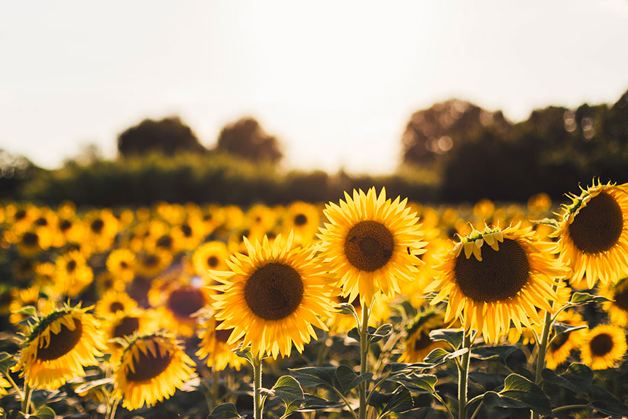 champs de tournesol